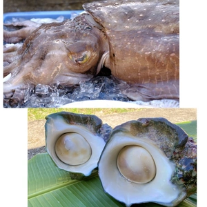 魚介類の夜光貝の商品一覧(3ページ目)｜ポケットマルシェ｜産直(産地
