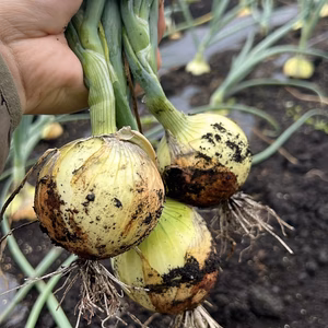 R5年産　有機玉ねぎ(サイズミックス)