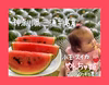 きびしく、あまーく育てました！小玉スイカ やんちゃ姫