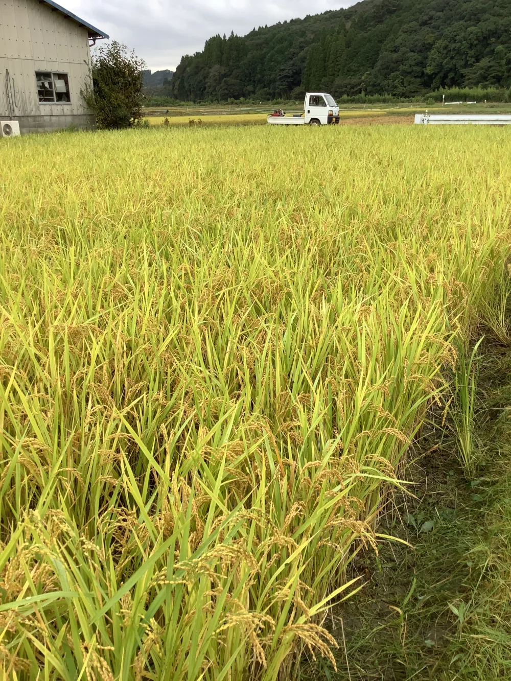 ミロク環境玄米/白米.(農薬・化学肥料等使用ゼロ)