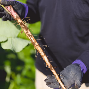 色白綺麗⭐︎香り絶品！鹿児島県産　土付きごぼう２キロ