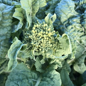 ☆お試しサイズ☆春先どり〜京野菜「菜の花」