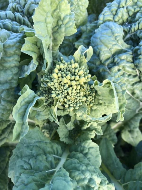 春先どり〜京野菜「菜の花」