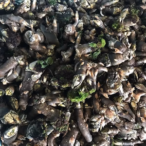 【10月5日の午後9時までの注文分明日発送‼️】新鮮なままご自宅へ生のカメノテ