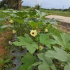 台風、悪天候にもまけず育てたオクラ