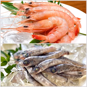 漆黒で深遠な深海からの贈り物「トロえび大と子ボッチ」