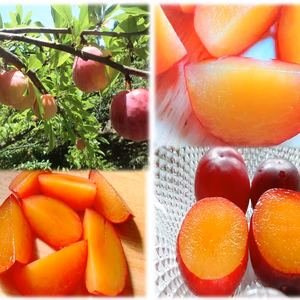 【無農薬夏すもも　限定セット】自然栽培 夏すもも　サマービュート 