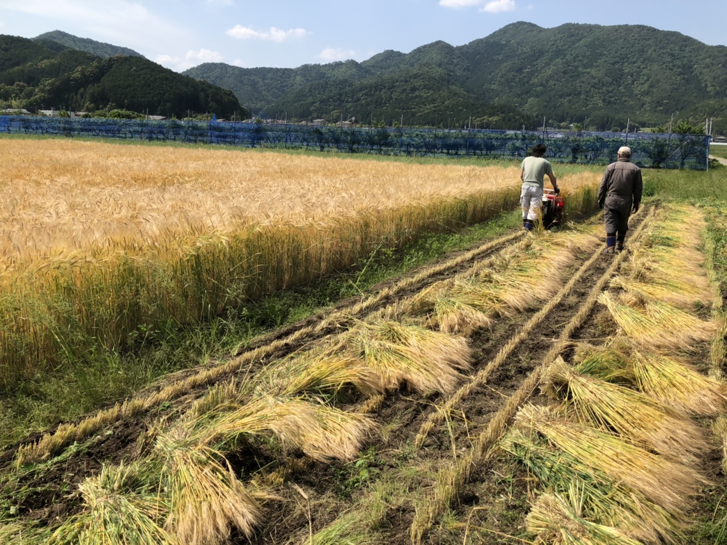 丹波産もち麦【キラリモチ】｜雑穀・古代米の商品詳細｜ポケット