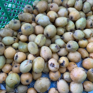 ジャム用♡ 自然なり枇杷