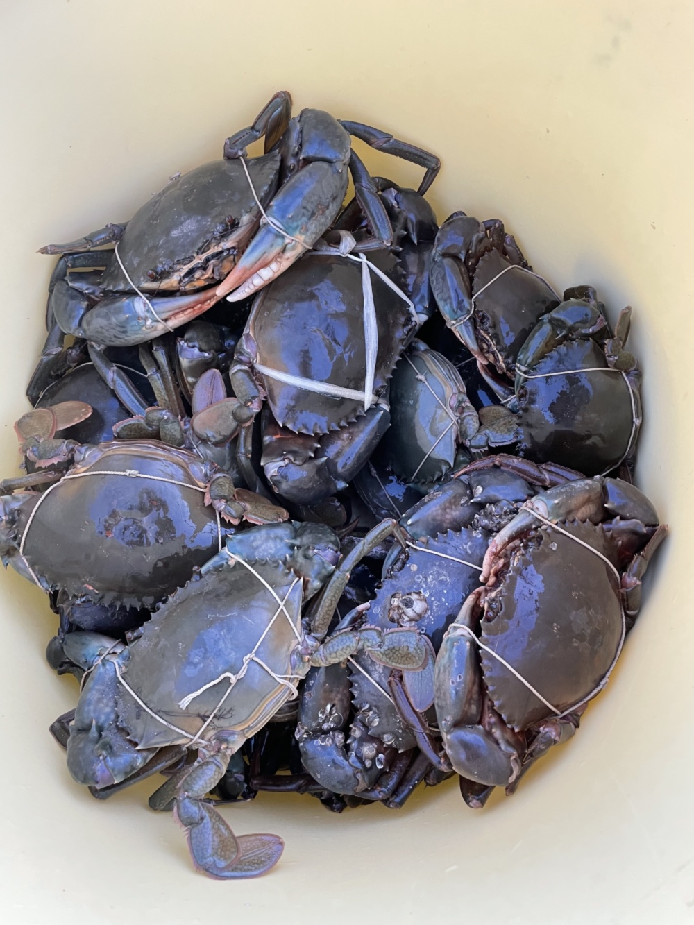 沖縄県産 活き ノコギリガザミ ドウマンカニ 約1.5ｋｇ 2匹~3匹 - 魚介類