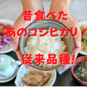 希少な従来品種！新潟県妙高産 コシヒカリ <送料無料> お試しセット！＊非BL米