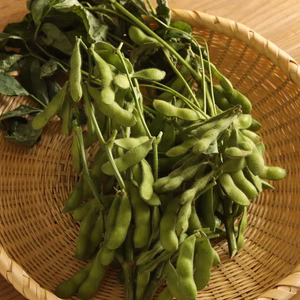 【えびな産】朝どり美味！枝ごと枝豆