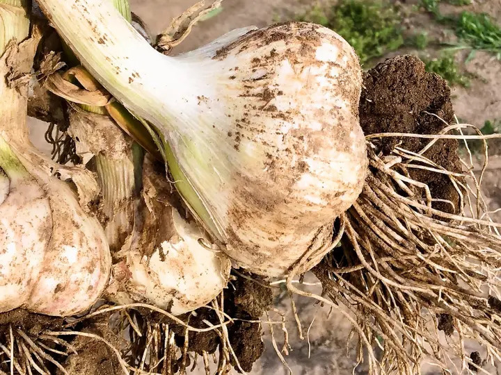 にんにく 令和6年度 青森県産 1kg ホワイト六片種 Mサイズ以上混合｜にんにく の商品詳細｜ポケットマルシェ｜産地直送で旬の食材が生産者(農家・漁師)から届く