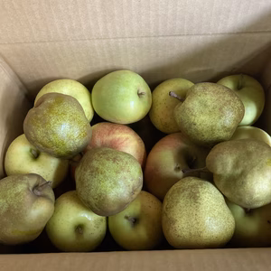 加工用世界一りんご　王林　ラフランス　セット　箱込み7キロ以上