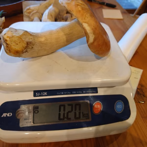 ◆早い者勝ち◆ニセコ産天然生ポルチーニ茸B品