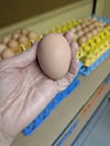 稀少な白い美味いたまご