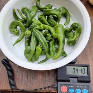 B級野菜セット（黒大豆枝豆、万願寺とうがらし、キュウリ）