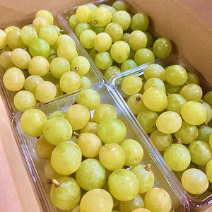 信州産希少品種 "粒盛り"『黄玉（おうぎょく）』900g〜