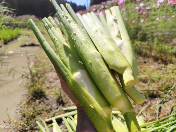 【期間限定】マコモダケ（１キロ）