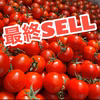 最終セール！！さくまあまこい  お得3キロ　ミニトマト