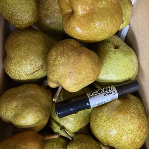 超スーパー超訳あり規格外ラフランス　10キロバラ詰