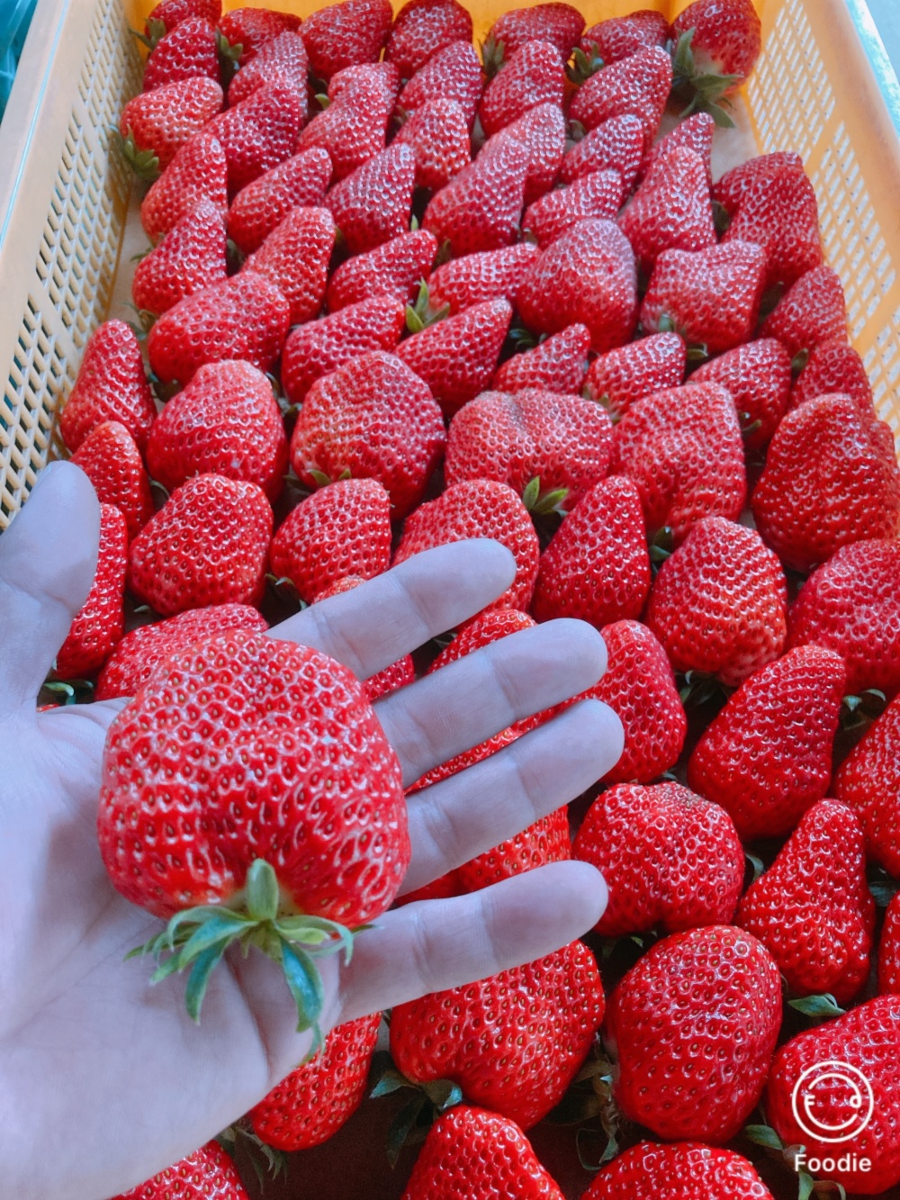 紅 ほっぺ 産地 プログラム ニュース