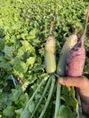 この時期ならでは！【葉っぱ付き】大根詰め合わせセット