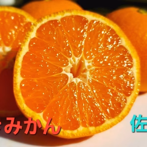 希少な根域制限栽培みかん！太幸早生