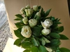 旬の花、白い和芍薬　50cm  10本