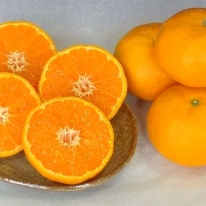 糖度14.5度越え！　家庭用　カラマンダリン　愛媛県　中島　秀品込み