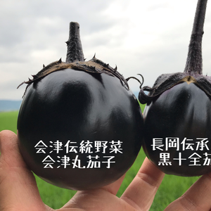 会津伝統野菜　会津丸茄子セット（農薬化学肥料不使用栽培）