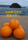 長崎産 山本早生みかん 除草剤ワックス不使用
