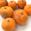 ご家庭向きのワイルド系みかん(青島)【農薬不使用】