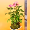 苔玉　ミニ薔薇