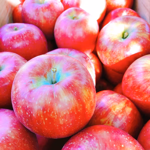 青森県産りんご　つがる　家庭用