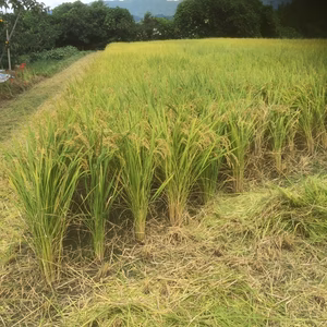 高野山の麓で育てた　敷き藁
