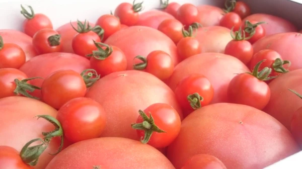 ③訳ありソムリエトマト５kg（18玉～36玉) 酸味が少ないフルーツトマト