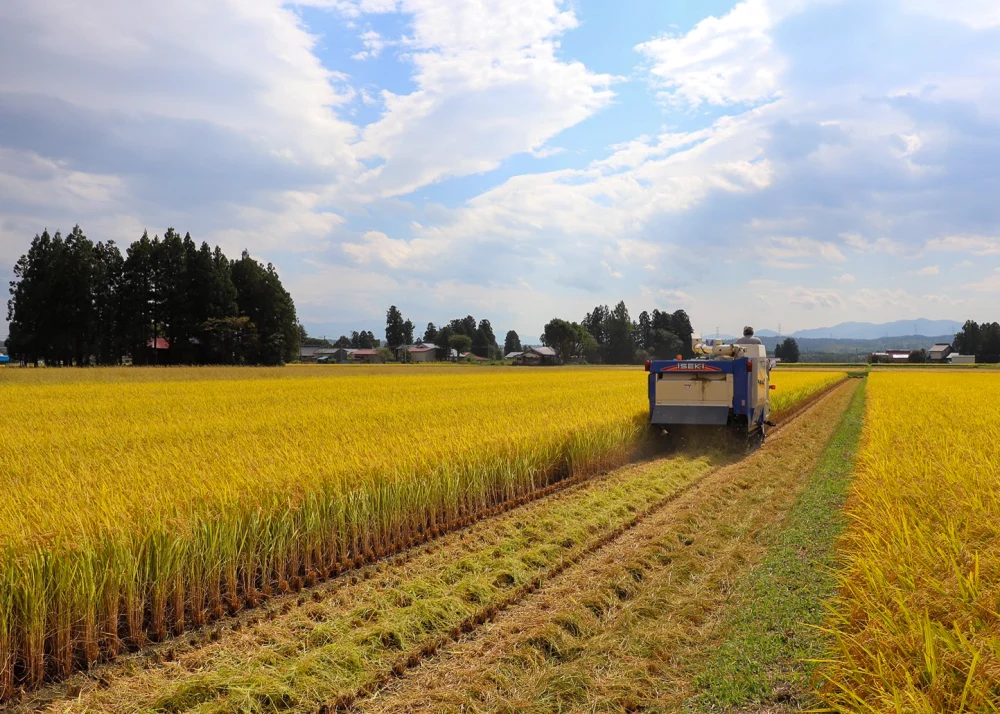 こしひかり 精米】【令和5年秋収穫】山形県置賜飯豊産 生産者自慢の