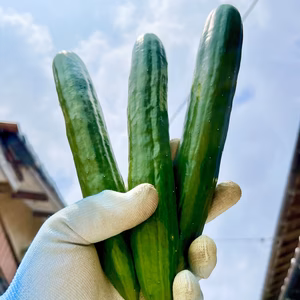 朝取りシャキシャキきゅうり