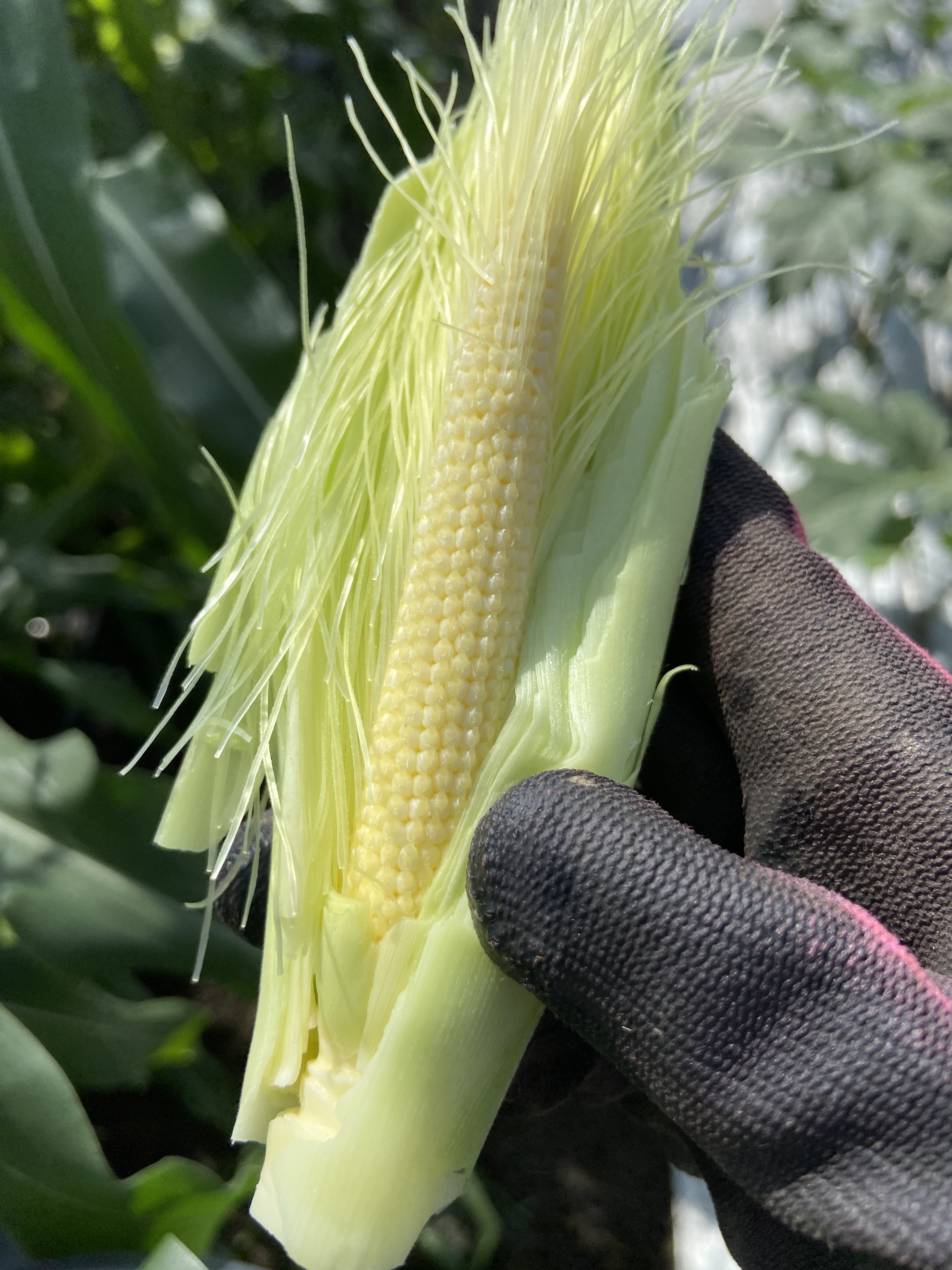 極甘ホワイトとうもろこし雪の妖精 のヤングコーン 農家漁師から産地直送の通販 ポケットマルシェ