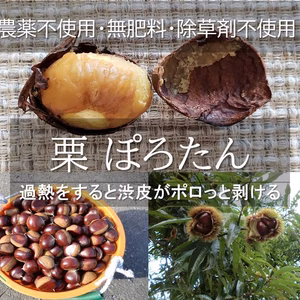 自然栽培栗　ぽろたん　農薬不使用　