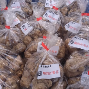 掘りたて土付き 生菊芋