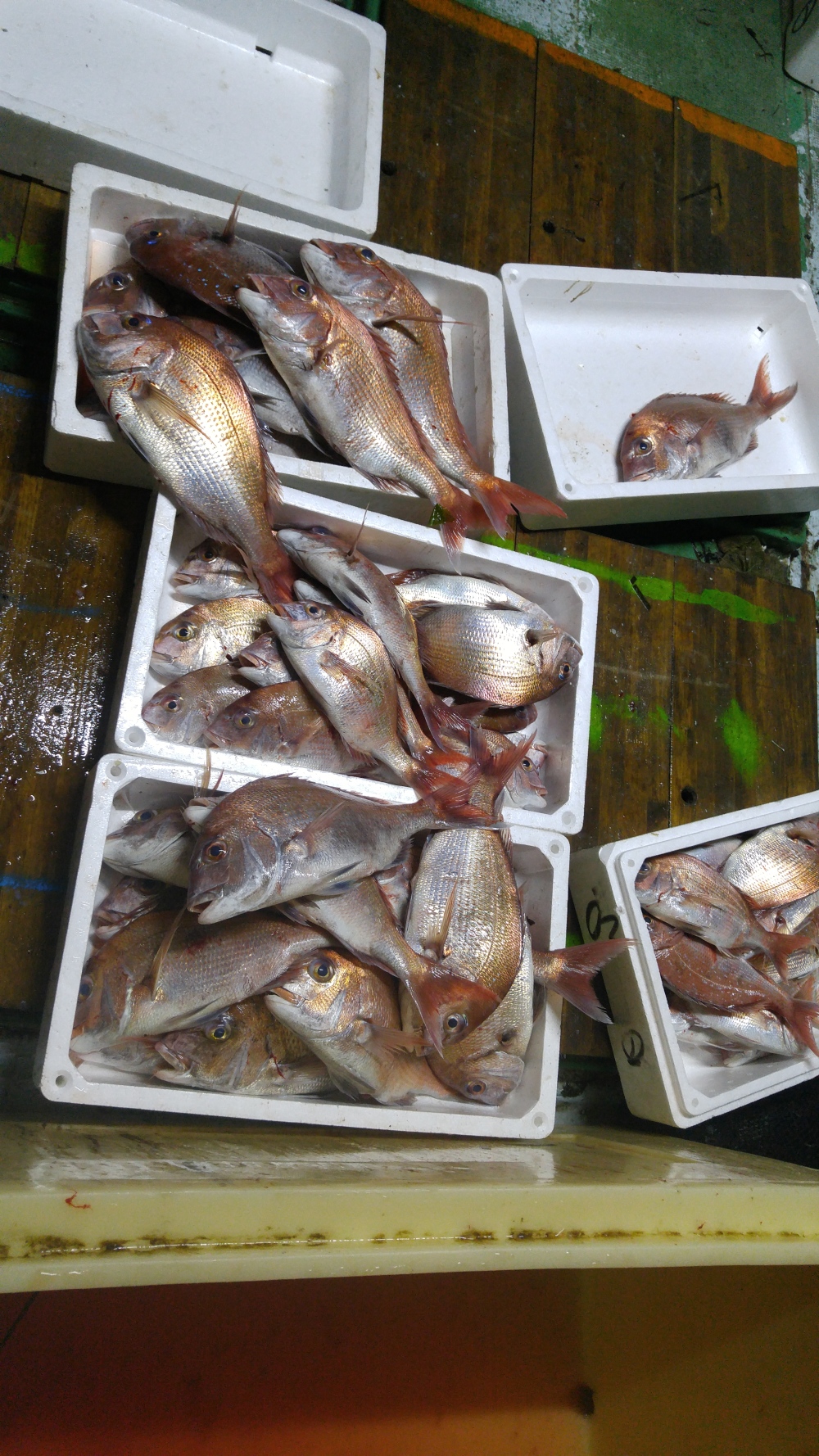 瀬戸内海 岡山県産の鮮魚ボックス2 4種1 5キロ以上 農家漁師から産地直送の通販 ポケットマルシェ