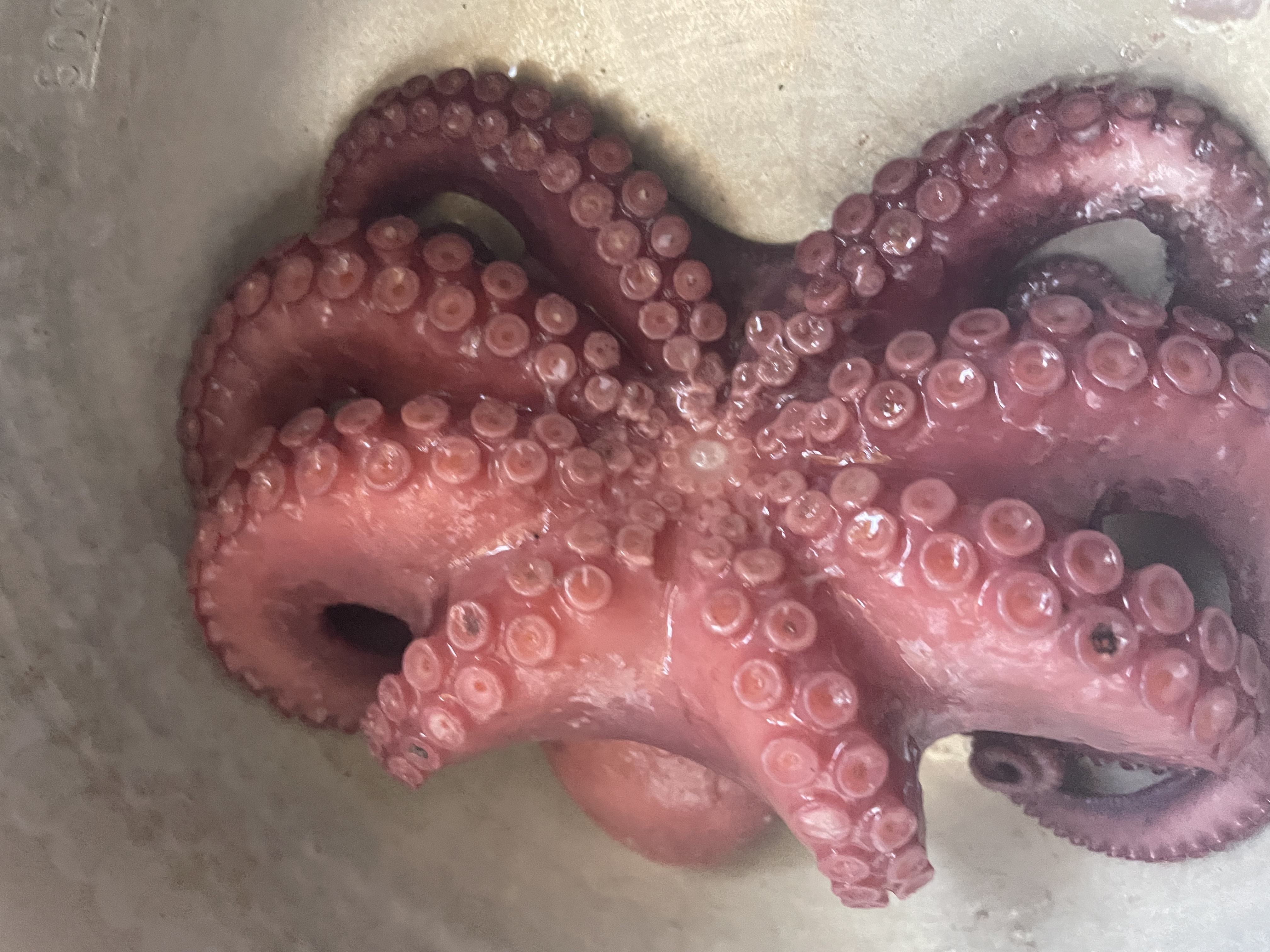 瀬戸内海の活〆マダコ｜タコの商品詳細｜ポケットマルシェ｜産地直送で