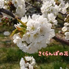 山形県産さくらんぼ【紅秀峰】700g ※6月下旬〜発送予定