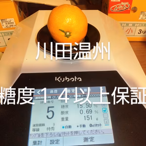 『糖度１４度以上保証』超激レアみかん【川田温州】 Ｌサイズ 味一αよりも高い糖度