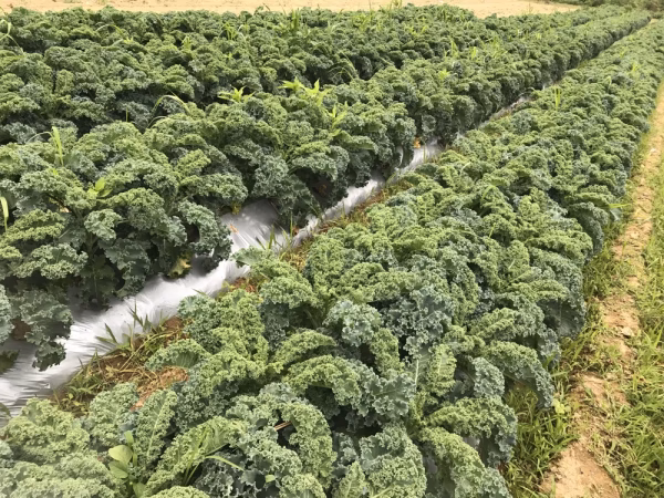 能登産カリーノケール