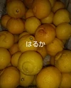 【家庭用】園主の気まぐれ 春みかん ５種盛 柑橘食べ比べ   