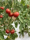 【トマトジュース専門農家】送料無料トマトジュース180ml×5本