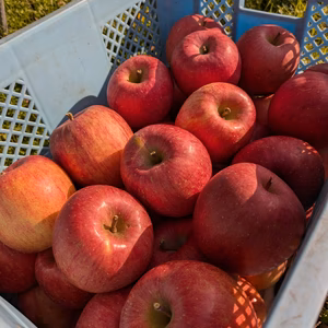 山形県産　中玉　サンふじりんご　約3kg　10~12玉